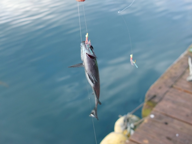 Let’s try to do Sabiki fishing at the Oohama Fishing Park