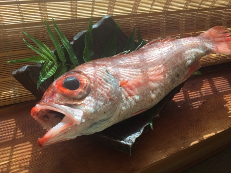 When speaking of delicious fish representing Kanazawa, one thinks of Nodoguro. 【But first, what exactly is Nodoguro?】