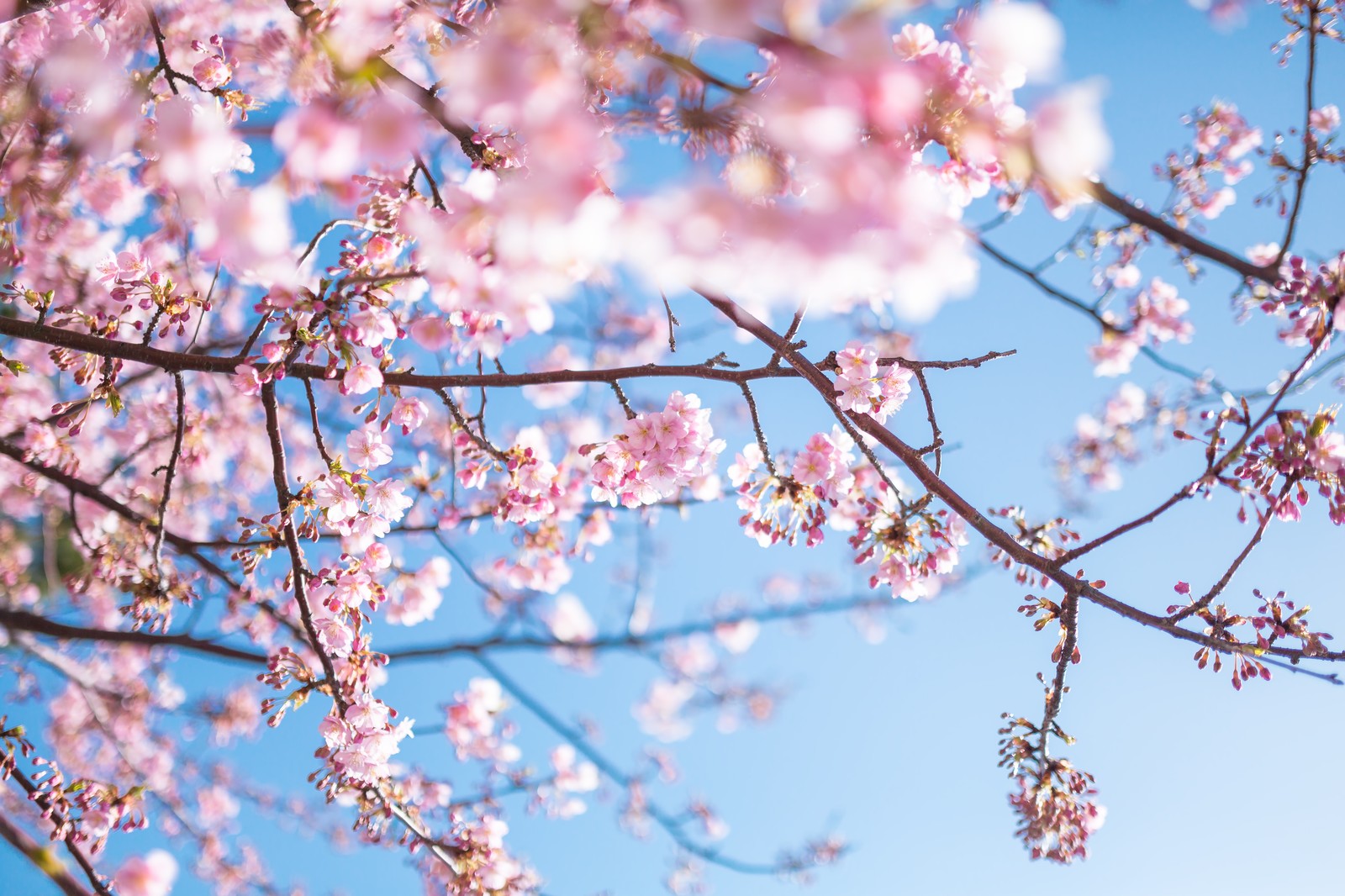 Cherry blossom spots in Kanazawa