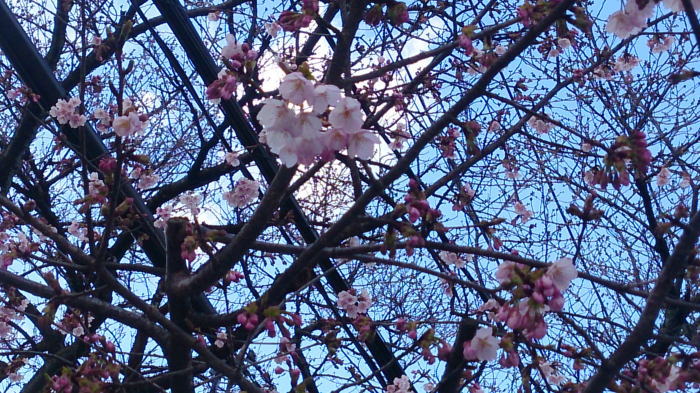 2017の金沢市の桜