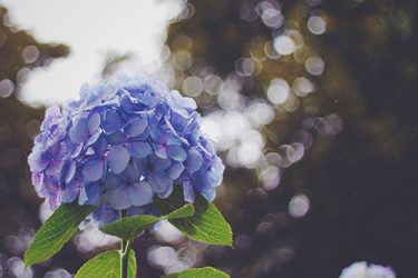 梅雨の時節の美しさ | 金沢市で紫陽花を楽しめるおすすめスポット5選