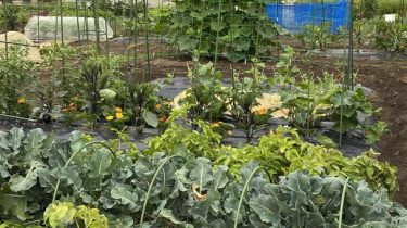 金沢で人気の家庭菜園・市民農園ガイド｜初心者向けレンタル畑5選