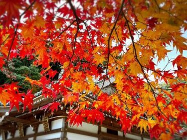 金沢市の紅葉スポットランキング5選｜見頃と撮影ポイント付き